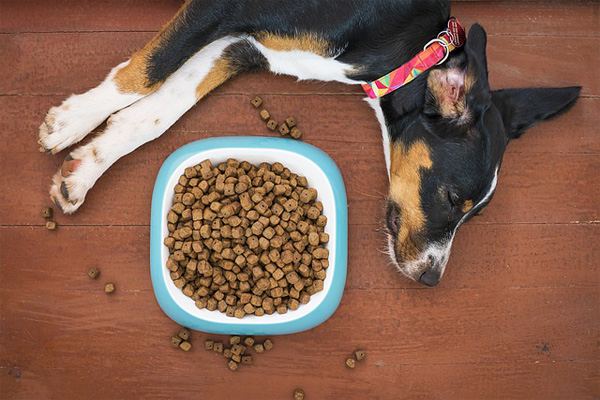¿Qué tan digerible es la comida que le das a tu perro?