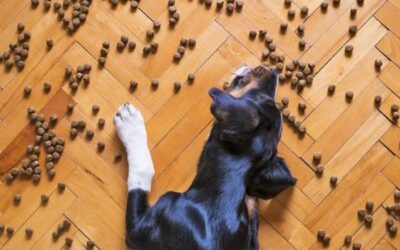 ¿A qué se refieren con “natural” en los pellets para perros?